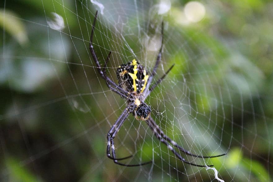 insekt, edderkopp, entomologi, habitat, web, spindelvev