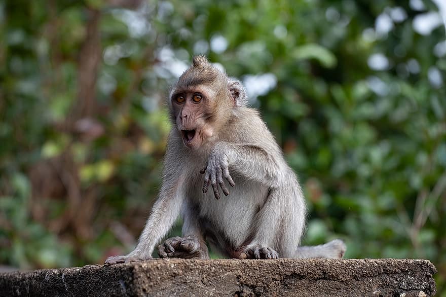 singe, macaque, primate, macaque à longue queue, macaque crabier, macaque de Maurice, macaque du temple, singe à longue queue, jungle, mammifère, mignonne