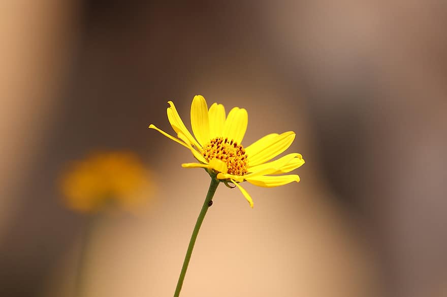 flor, flor amarilla, pequeña flor, pétalos, pétalos amarillos, floración, flora, planta, naturaleza