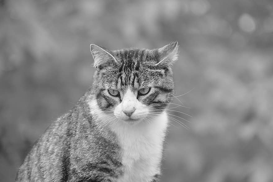 kedi, siyah beyaz fotoğraf, hayvan portresi, sokak kedisi, avrupa kedi, ev kedisi, hayvan, kedi portresi, tapılası, kedi gözü, kedinin gözleri