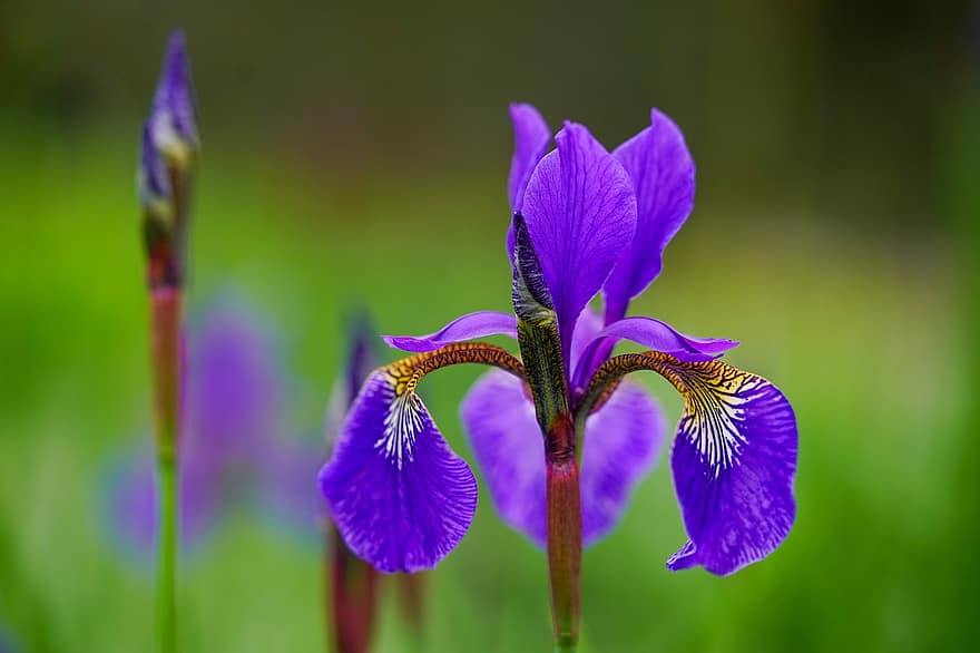 iris, blomst, plante, kronblade, skægget iris, iris blomst, lilla blomst, flor, blomstre, blomsterhave, have