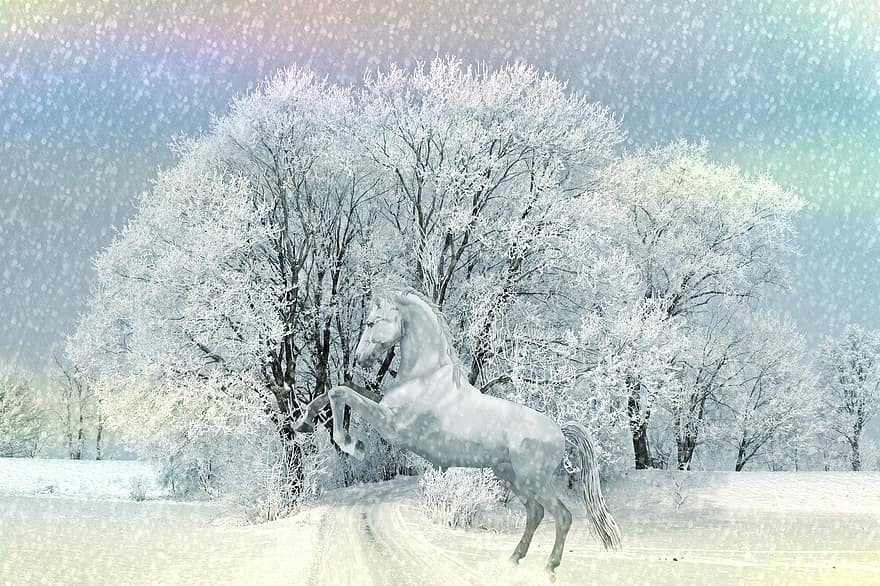zirgs, dzīvnieku, ziemā, raksturs, braukt, sniegs, ziemas, ainavu, pļava, ganības, lēkt