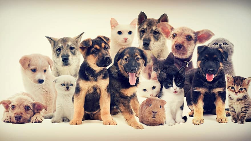 Evcil Hayvanlar, yavru, Gine domuzu, sevimli, köpekler, kediler, genç hayvanlar, hayvanlar, köpek, kedi, grup