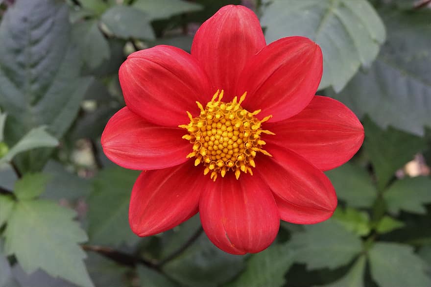 квітка, Червона квітка, мексиканський соняшник, макрос, астрацеї, природи