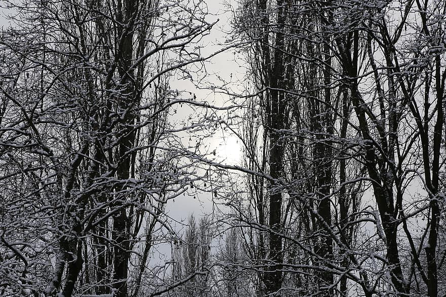 гори, зима, дървета, гол, голи дървета, сняг, снежно, скреж, мразовит, неприветлив, клонове
