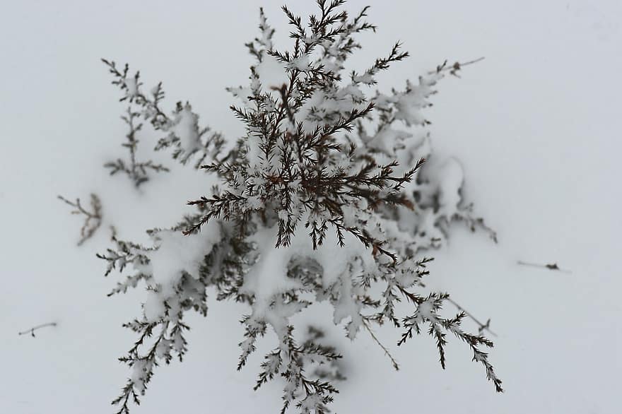 Winter, Snow, Pine, Tree, Frost, Ice, Branch, Cold, Nature, Outdoors, Plant