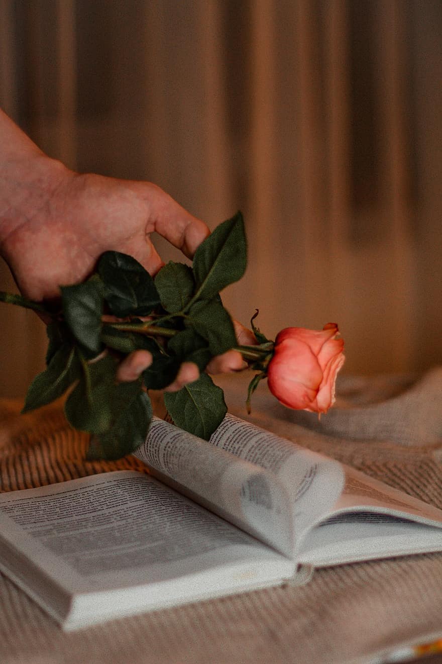 троянда, квітка, книга, день святого Валентина, подарунок, освіта, читання, література, Біблія, навчання, впритул