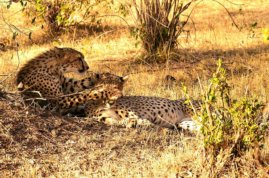 леопарды, пара, пустыня, Африка, Леопардовая пара, дикий, дикие кошки, дикие животные, пятнистый, пятнистый мех, животные