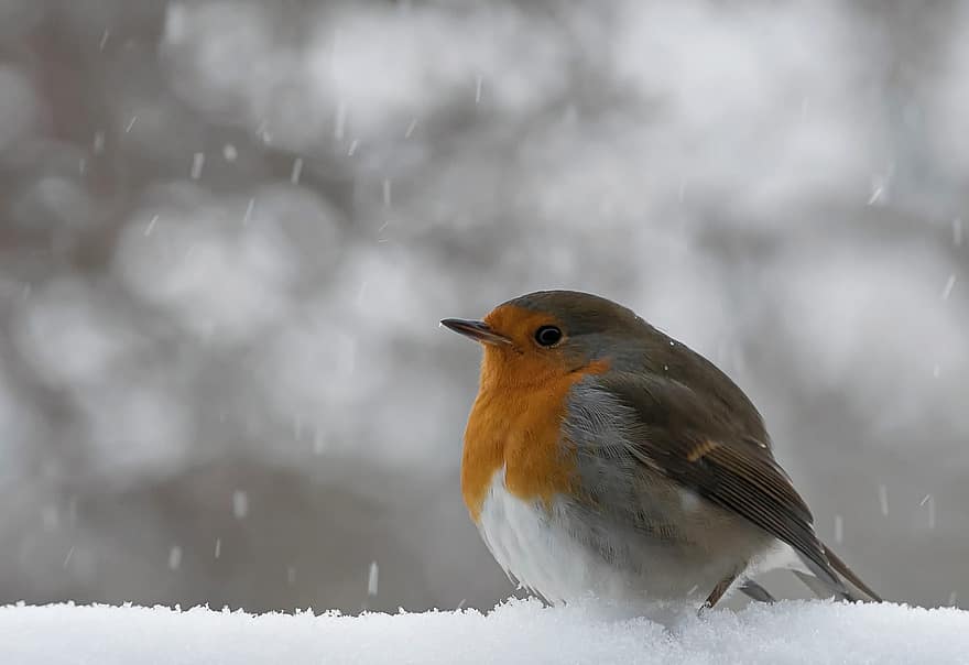 zimowy, śnieg, ptak, Natura