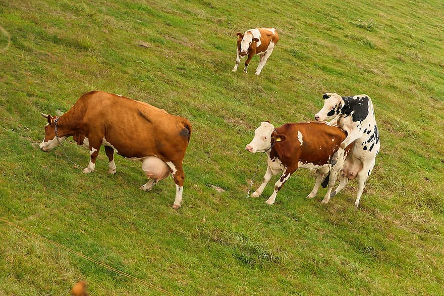 牛、放牧、牧草地、スポーツ、油性、ミルクを与える、動物たち、自然、外側、脊椎動物、ほ乳類