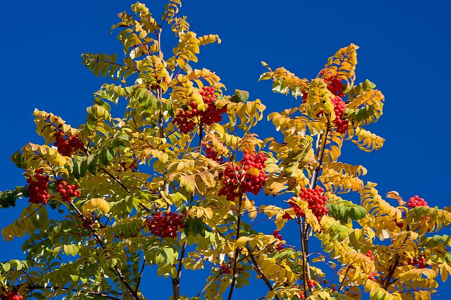 Rowan, Berry, Autumn, Branch