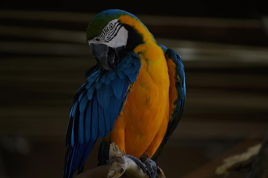 pappagallo, uccello, animale, natura, aviaria, ara, multicolore, becco, piuma, blu, giallo