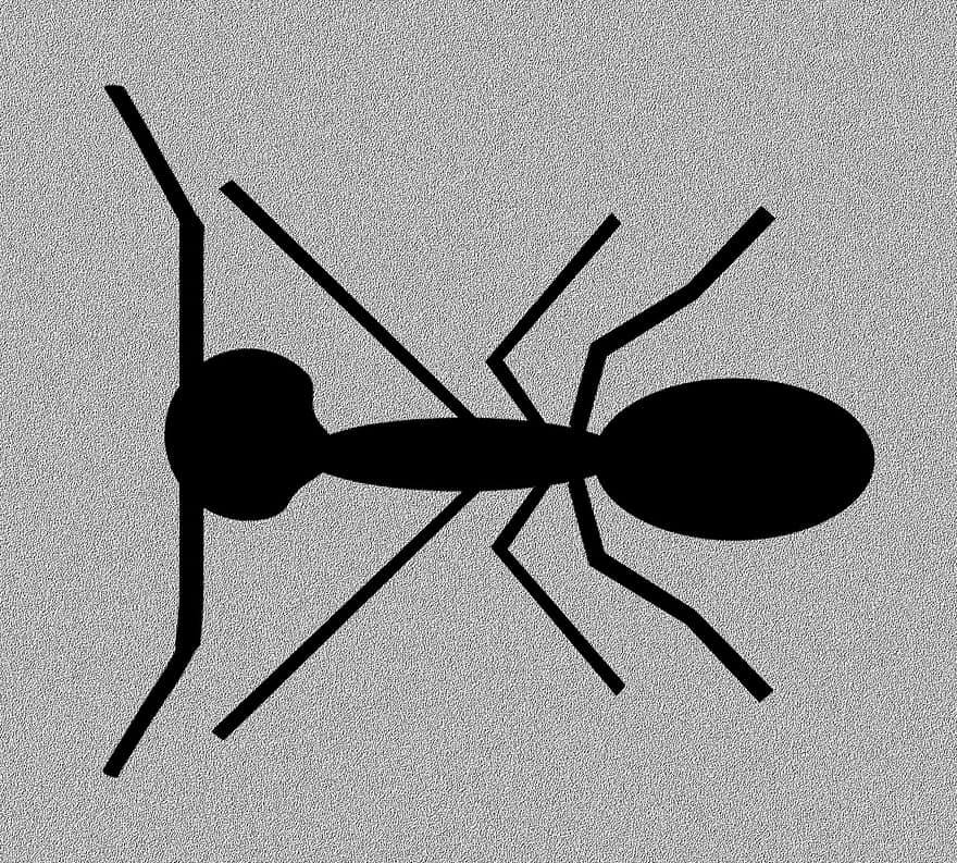 μυρμήγκι, έντομο