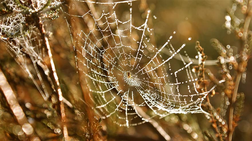 jaring laba-laba, web, laba-laba, bug, serangga, tetes, musim gugur, berkilau, matahari terbit, alam, heather