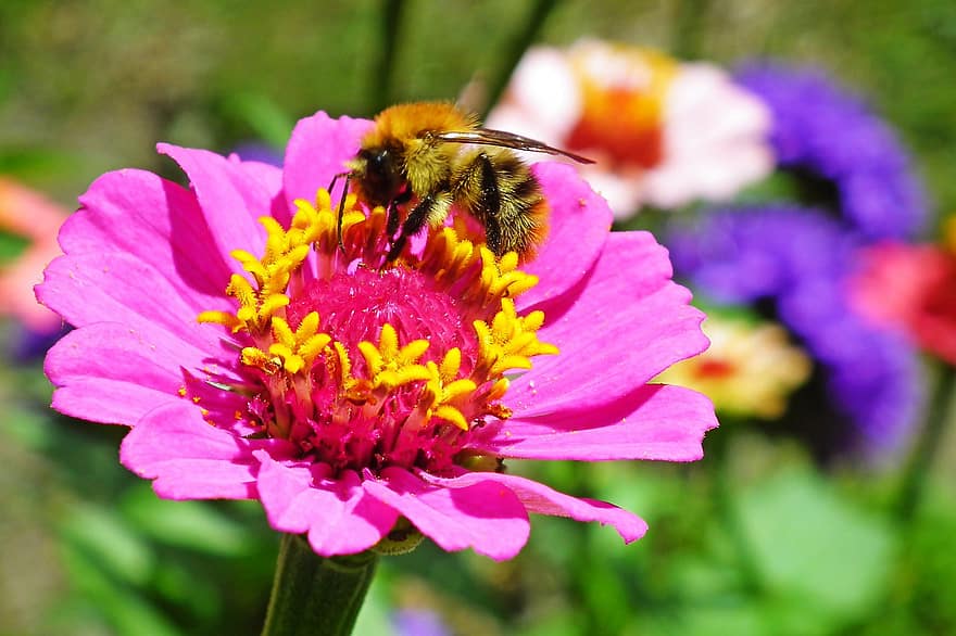 バンブルビー、昆虫、花、ジニア、ピンクジニア、ピンクの花、咲く、工場、開花植物、観賞用植物、蜂