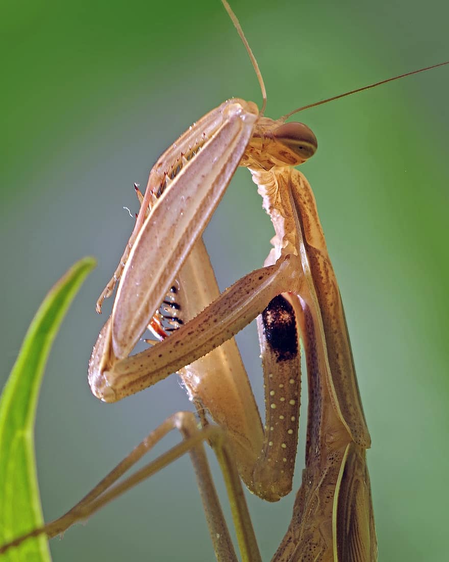 Mantis, Praying Mantis, Insect, Beige, Close, Female