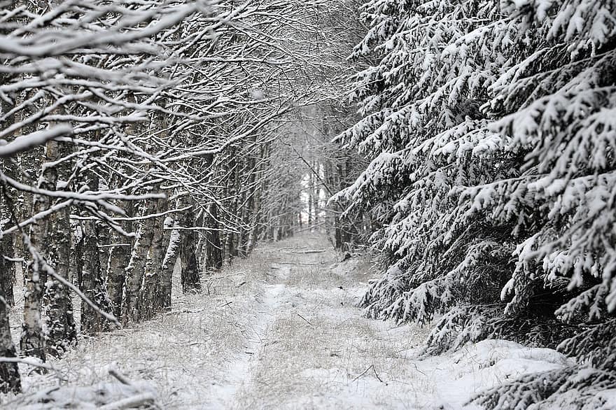 skog, sti, vinter, snø, trær, kald, frost, snowy, årstid, bartrær, skogen