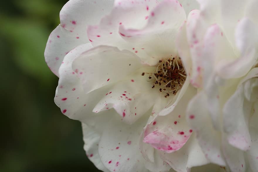 Rose, Rosenblüte, Weiß, beschmutzt, blühen, Blume, Schönheit, Blütenblätter, Gartenrose, Buschrose, romantisch