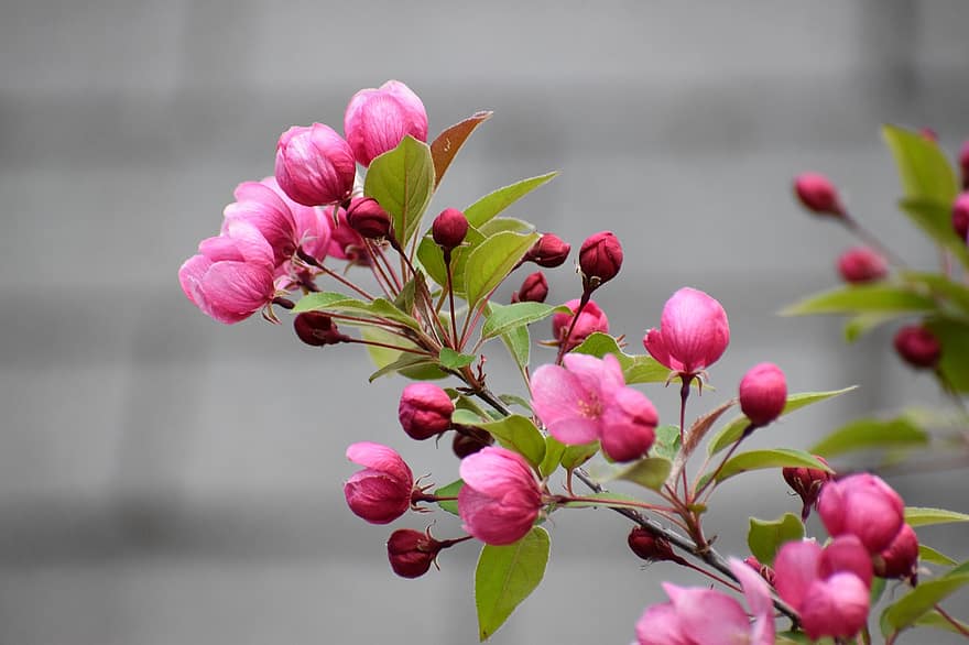 Crabapple, дърво, розов, пружина, цветя, цвят
