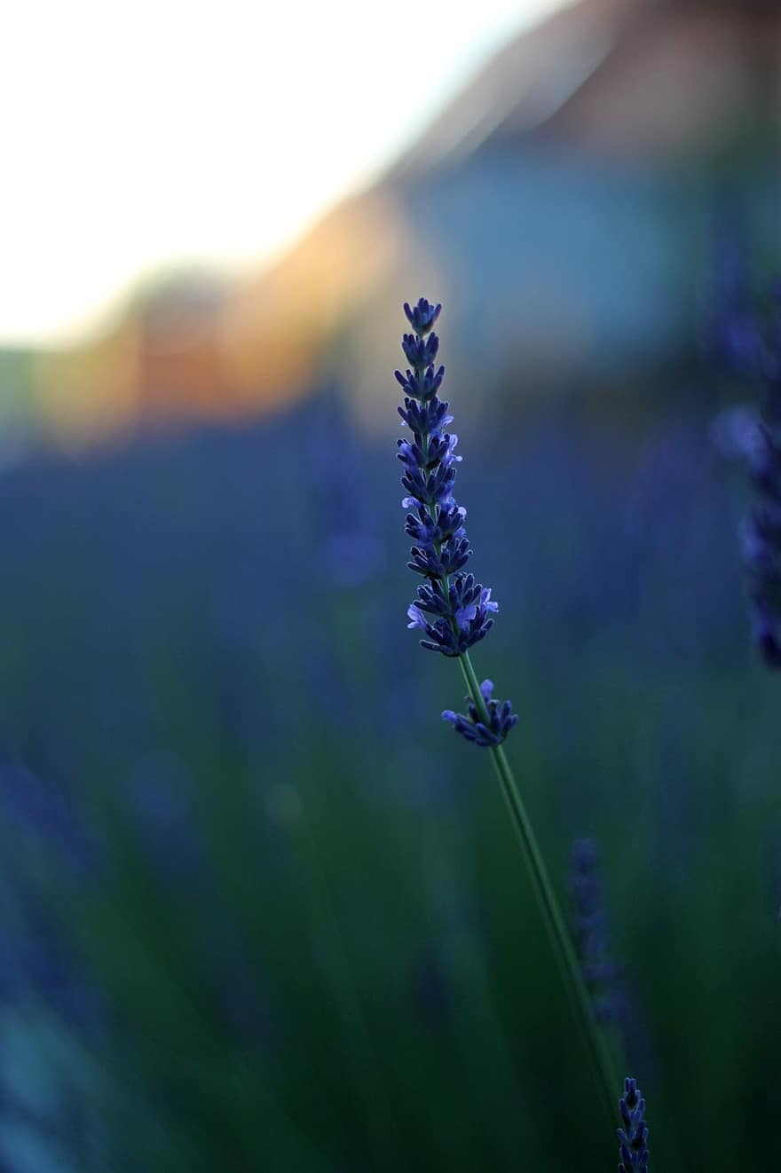 lavender, biru, provence, ungu, bunga-bunga, keharuman, musim panas, hijau, aromatik, homoeopati, taman