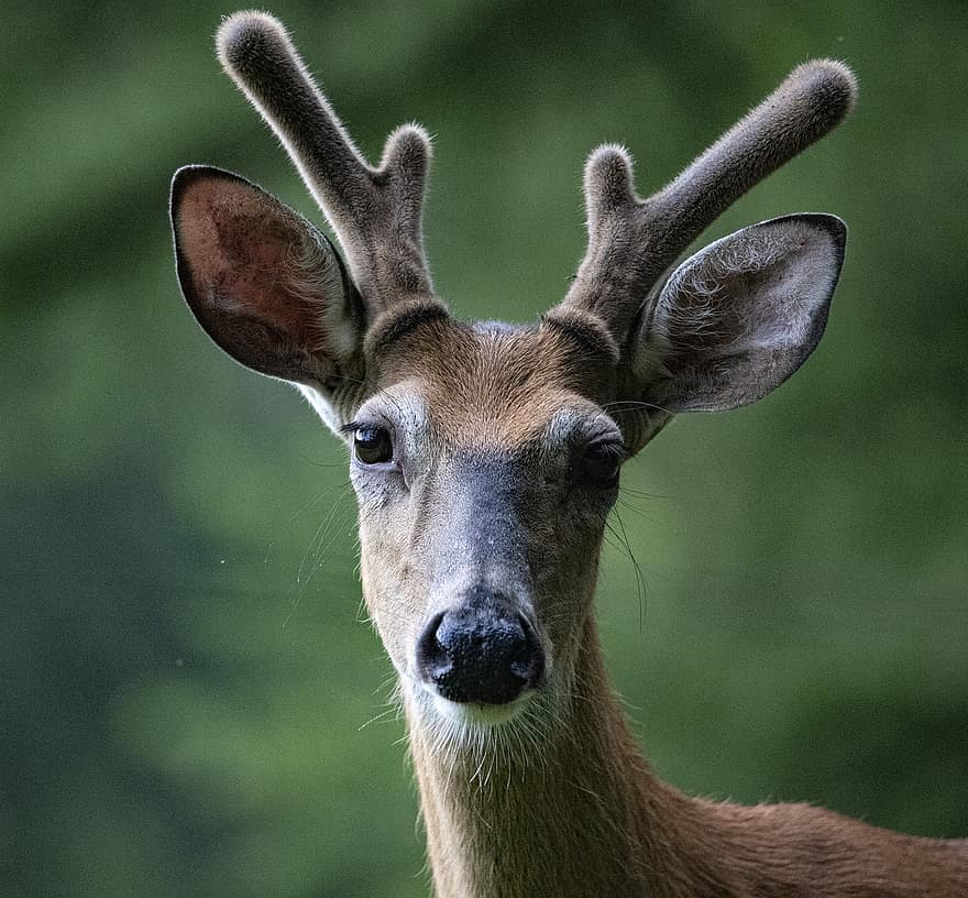 Deer, Buck, Animal, Antlers, Wild Animal, Mammal, Wildlife, Fauna, Wilderness, Nature, Forest