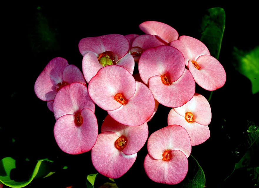 цвете, euphorbia millii, трън-цвете, природа