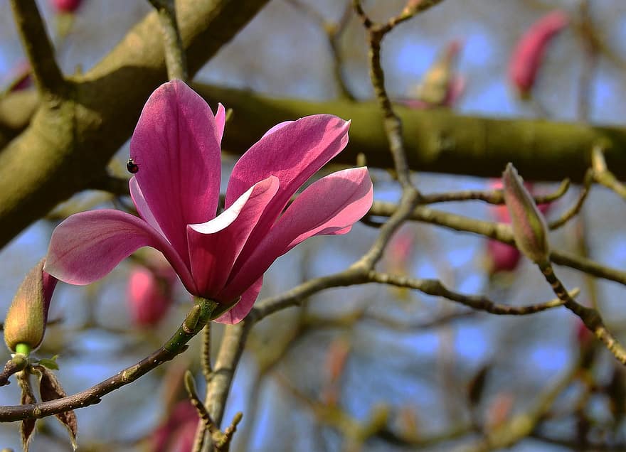 magnolie, floare, copac, creştere, a inflori, inflori, ramură, petale, primăvară, devreme, frunze