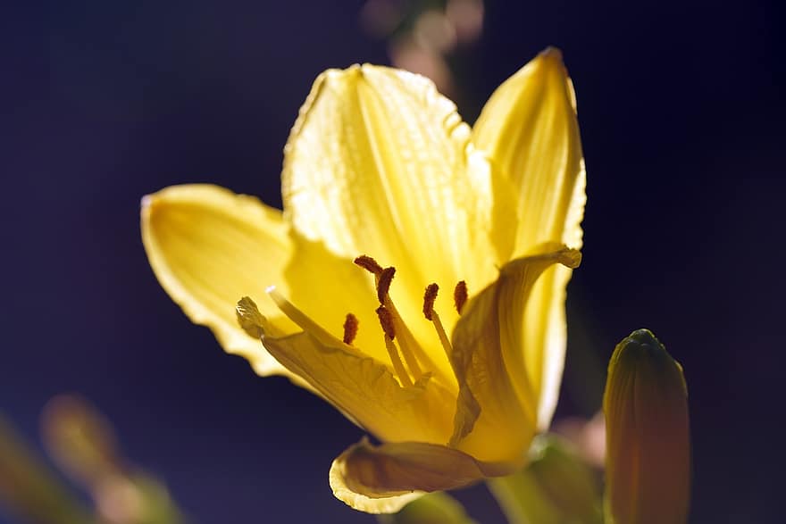 gul daylily, blomma, växt, daylily, gul blomma, kronblad, pistill, natur, bakgrundsbelysning