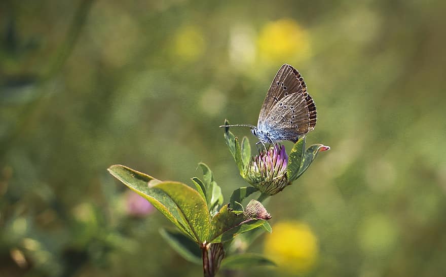 Butterfly, Insect, Flower, Nature, Macro, Summer, Wings, Butterflies, Leaf, Polyommatus Semiargus