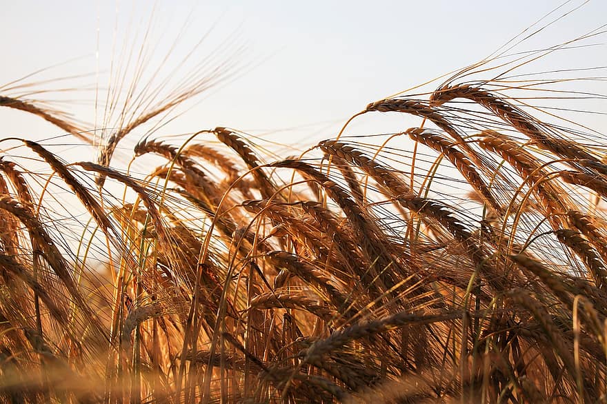 lúa mạch, cây trồng, cây, hạt, nông nghiệp, món ăn, ngũ cốc, sự phát triển, mùa xuân, Thiên nhiên, nông trại