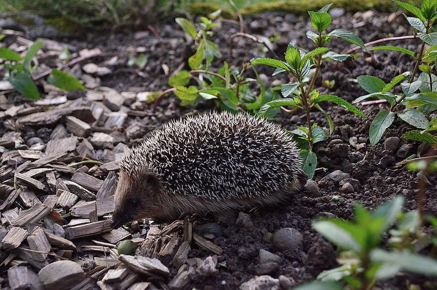 Animal, Mammal, Hedgehog, Prickly, Garden, Nature, Species, close-up, small, cute, animals in the wild