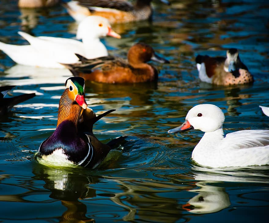 patos mandarim, patos, passarinhos, aves aquáticas, pássaros aquáticos, animais, penas, bicos, plumagem, ornitologia, animais selvagens