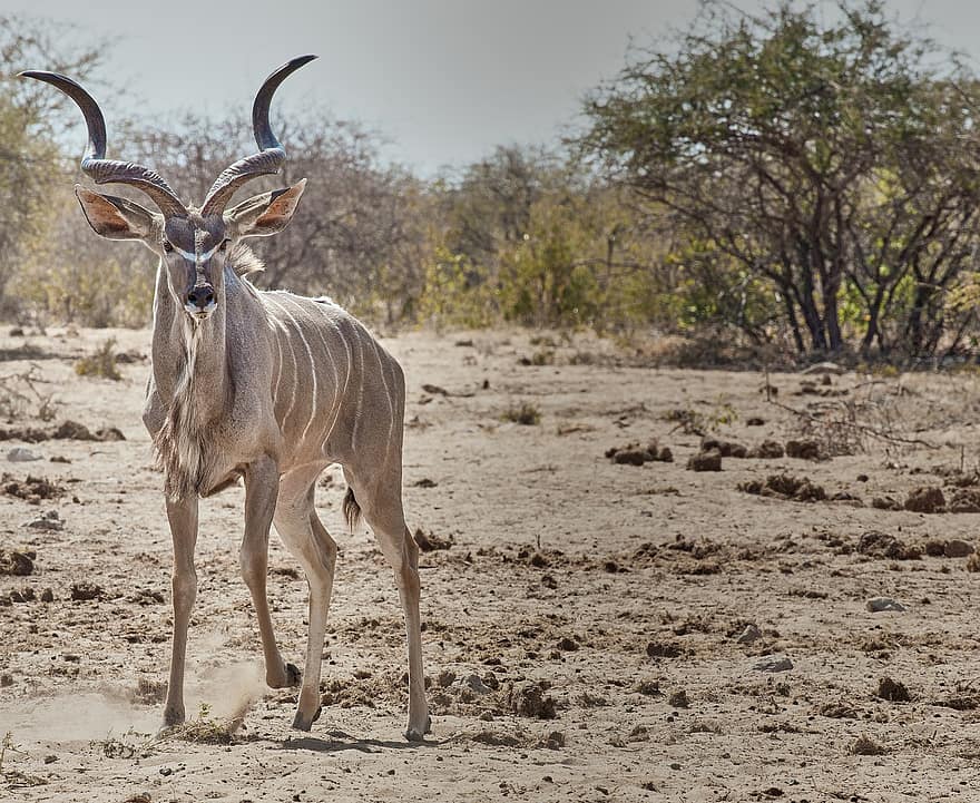 kudu, gyvūnas, safari, žinduolių, antilopė, laukinės gamtos, pobūdį, dykumoje, laukiniai, savana, Nacionalinis parkas