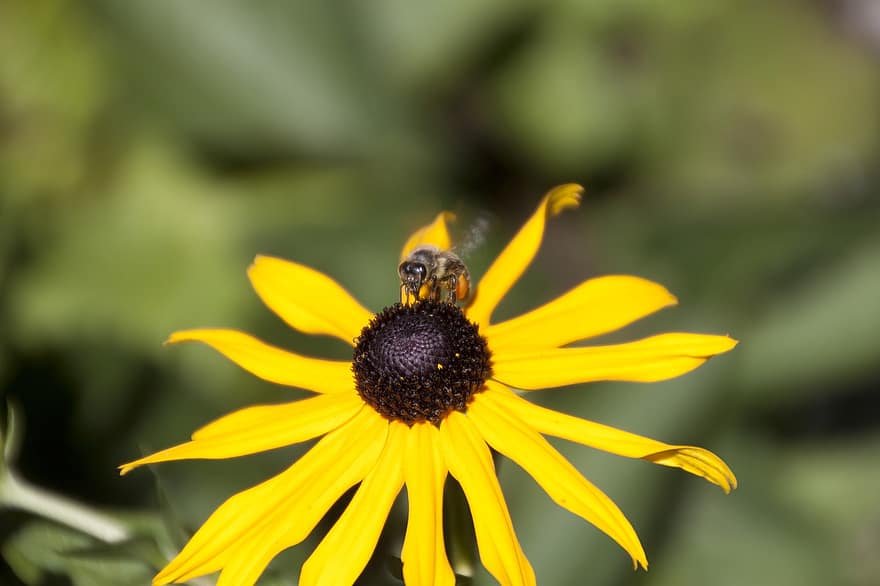 пчела, цветок, черноглазая сьюзен, насекомое, желтый цветок, завод, природа