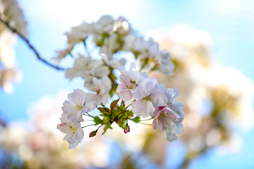 цветя, черешов цвят, черешово дърво, Сакура, цветя сакура, дърво на черешовия цвят, бели цветя, бели венчелистчета, разцвет, цвят, флора