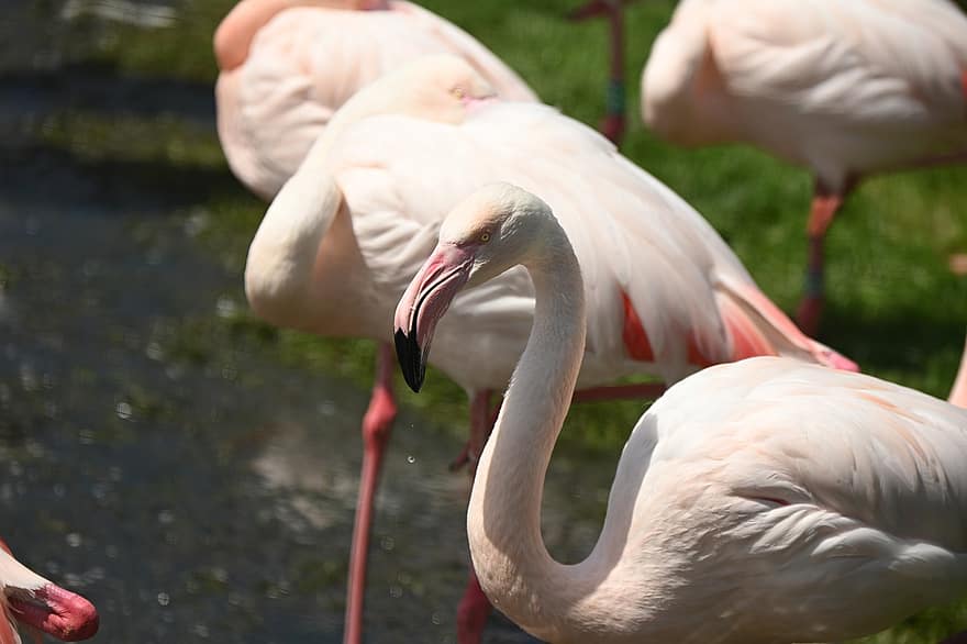 flamingos, Rosa, passarinhos, penas, plumagem, animais, mundo animal, animais selvagens, fotografia da vida selvagem, jardim zoológico, tropical