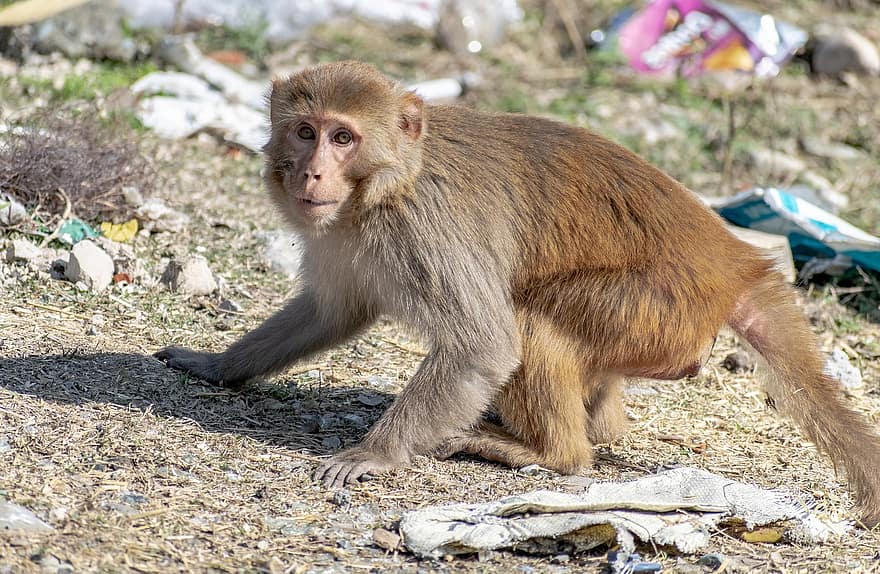 reeso makaka, beždžionė, primatas, laukinės gamtos, žinduolių