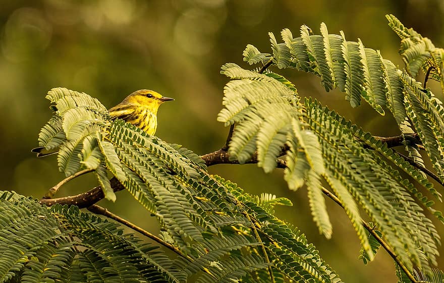 Warbler, Bird, Tree, Cape May Warbler, Animal, Wildlife, Fauna, Wilderness, Nature