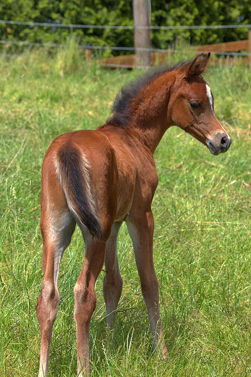Horse, Foal, Stallion, Pasture, Arab, Nature, Flight Animal, Cute, farm, grass, mare