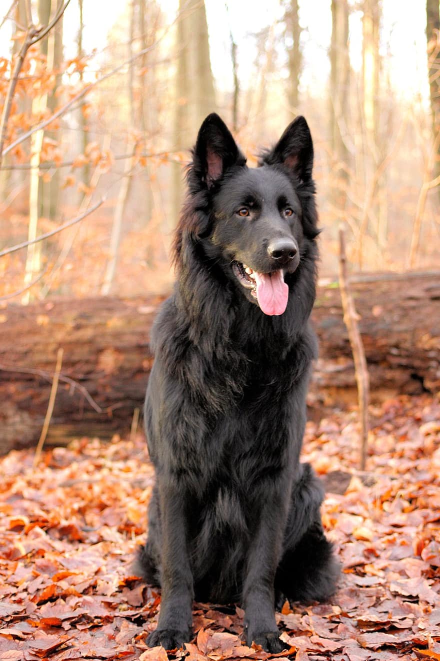 câine, canin, alsacian, ciobănesc german, cățeluș, animal de companie, negru, căţeluş, prieten, ovine-dog, blană