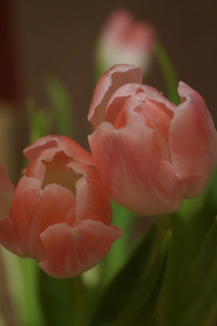 tulpen, rode tulpen, bloesems, flora, detailopname, bloem, fabriek, bloemblad, bloemhoofd, zomer, blad