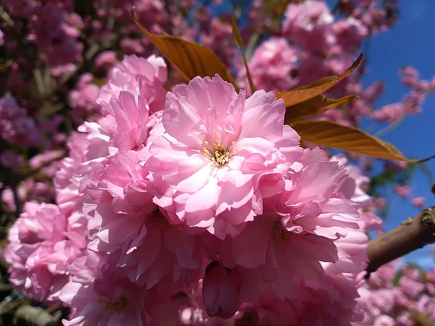 rózsaszín virág, cseresznyevirág