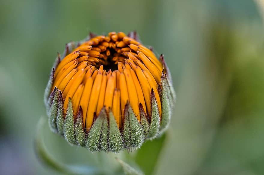 Marigold, Flower, Bud, Orange Flower, Plant, Nature, Macro, Bokeh, close-up, summer, green color