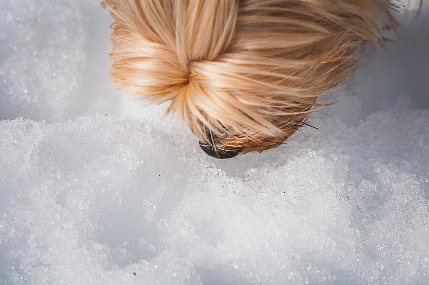 cane, sniffing, la neve, inverno, animale, animale domestico, ghiaccio, freddo, animali domestici, avvicinamento, canino