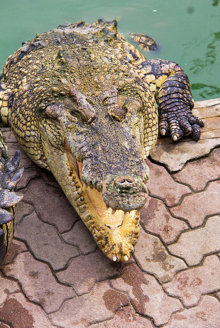 crocodil, animal, grădină zoologică