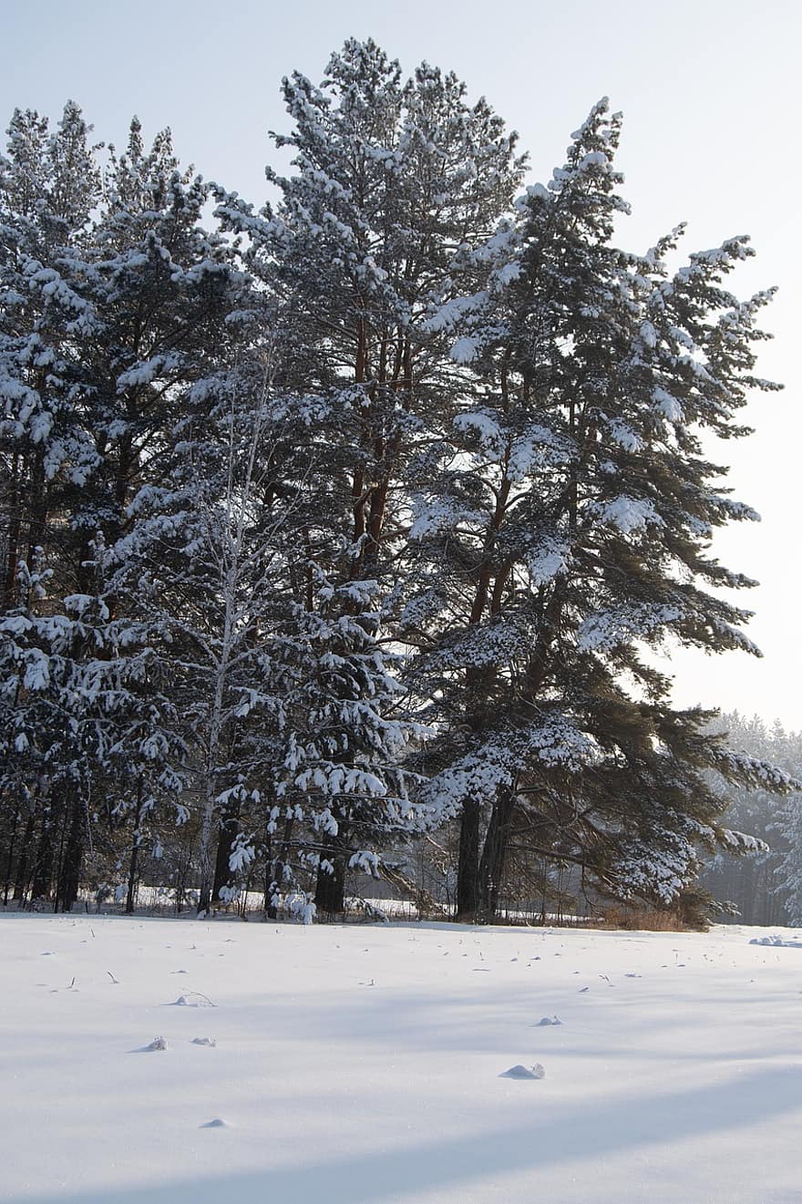 arbres, branca, boscos, bosc, gelades, neu, hivern, naturalesa, a l'aire lliure, bellesa, gel