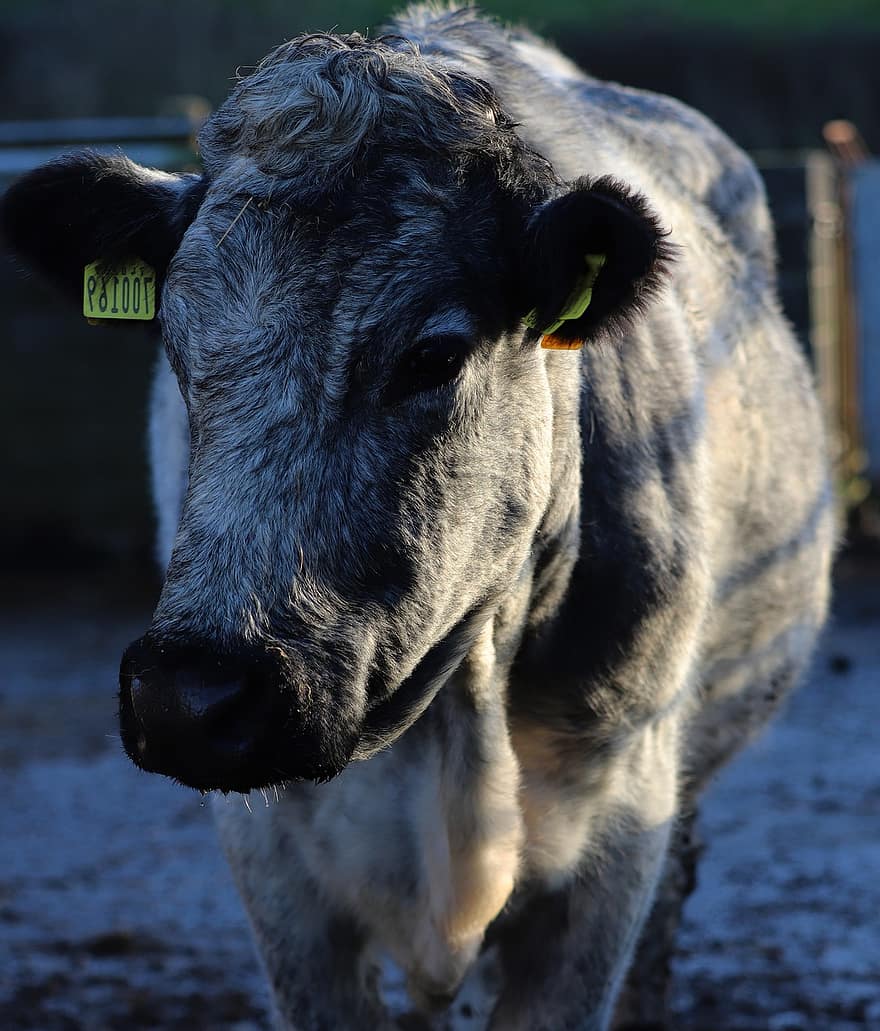 tehén, marha, állatállomány, állattenyésztés, Carmarthenshire, Nyugat-Wales, szarvasmarha, belga kék, mezőgazdaság, tanya, vidéki táj