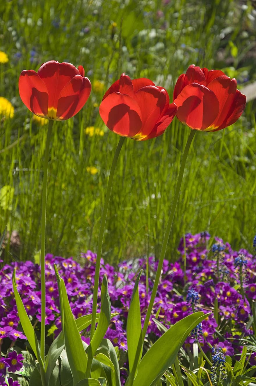 tulipani, fiori, giardino, piante, fioritura, fiorire, flora, floricoltura, orticoltura, botanica, natura