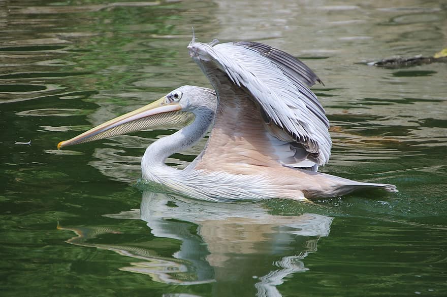 pelikan, kuş, göl, su kuşu, hayvan, yaban hayatı, çırparak, fauna, doğa, gölet