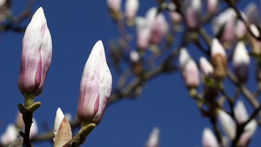 blomster, magnolia, træ, forår, flor, afdeling, magnolia blomst, plante, knop